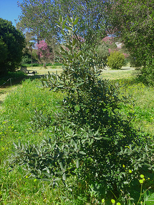 Il Parco di Villa Boldetti, Iglesias SU